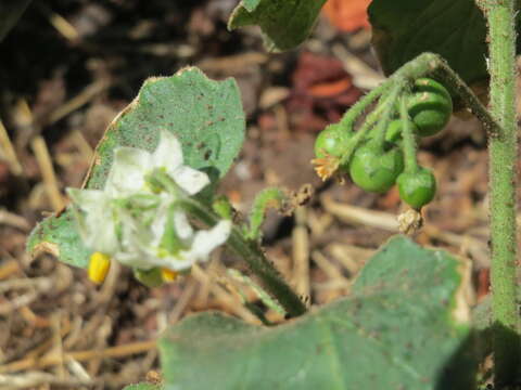 Plancia ëd Solanum nigrum L.