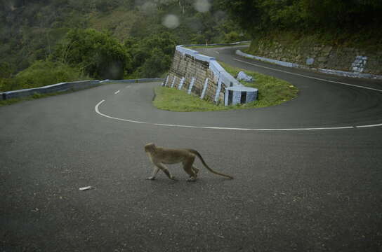 Image of Bonnet Macaque