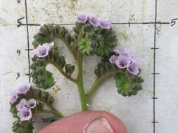 Image of Texan phacelia