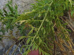 Image of Cryptogramma fumariifolia (Phil. ex Bak.) Christ