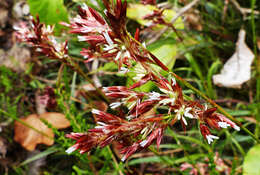 Imagem de Luzula purpureosplendens Seub.