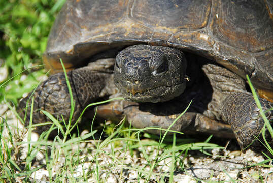 Image of (Florida) Gopher Tortoise