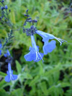 Image of Salvia sagittata Ruiz & Pav.