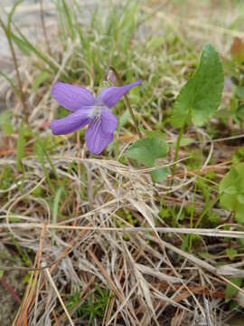 Imagem de Viola novae-angliae House