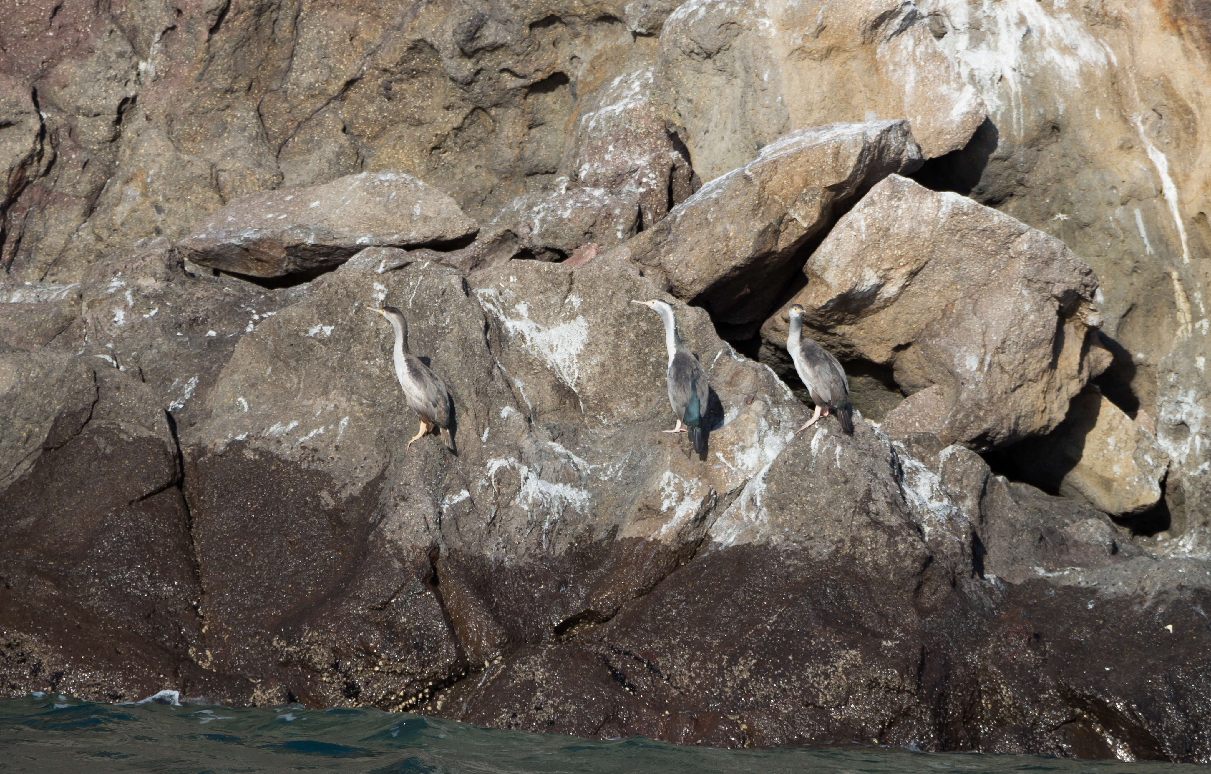 Image of Spotted Shag