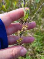 Image of prairie willow