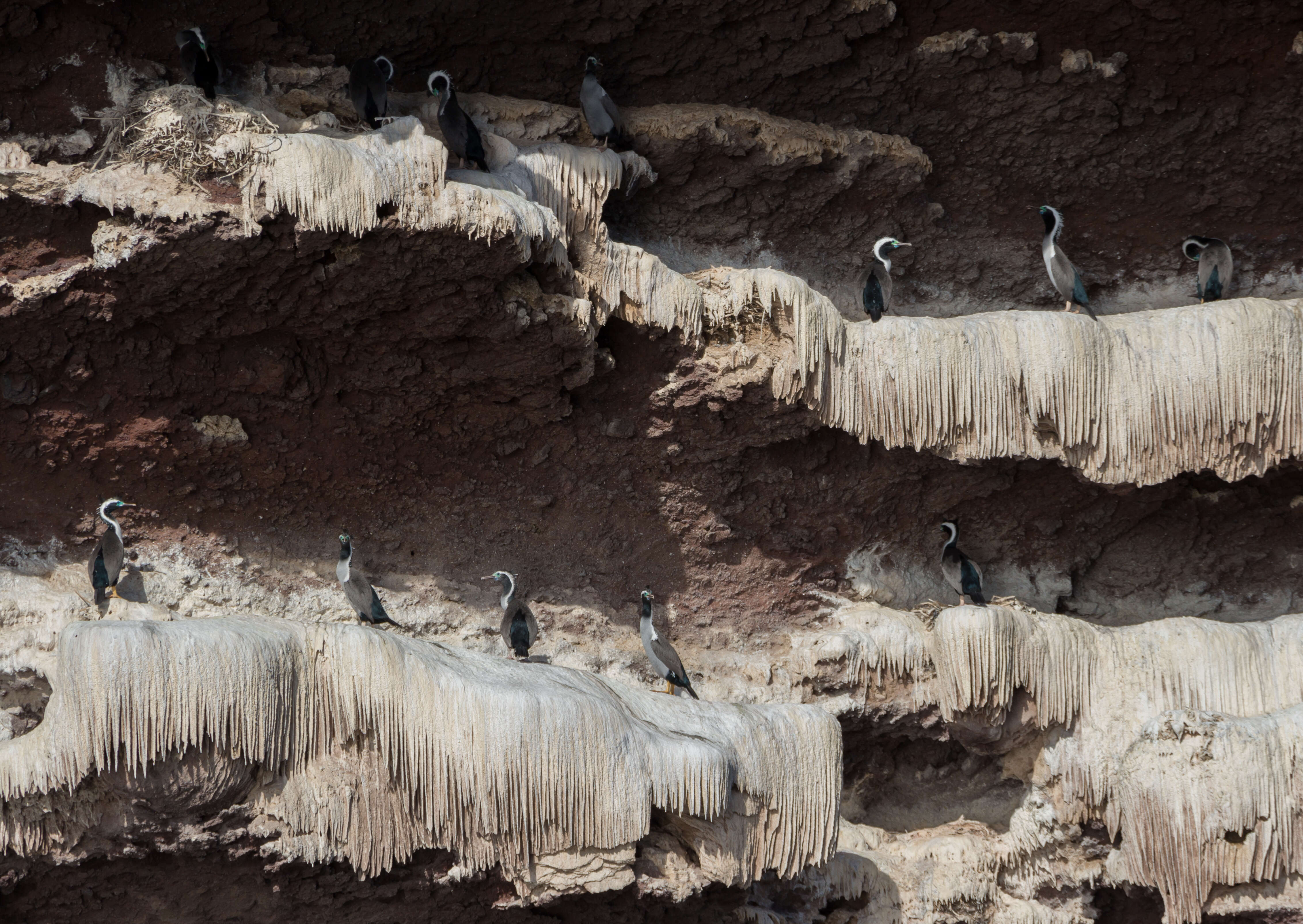 Image of Spotted Shag