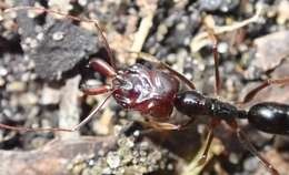 Imagem de Odontomachus assiniensis Emery 1892