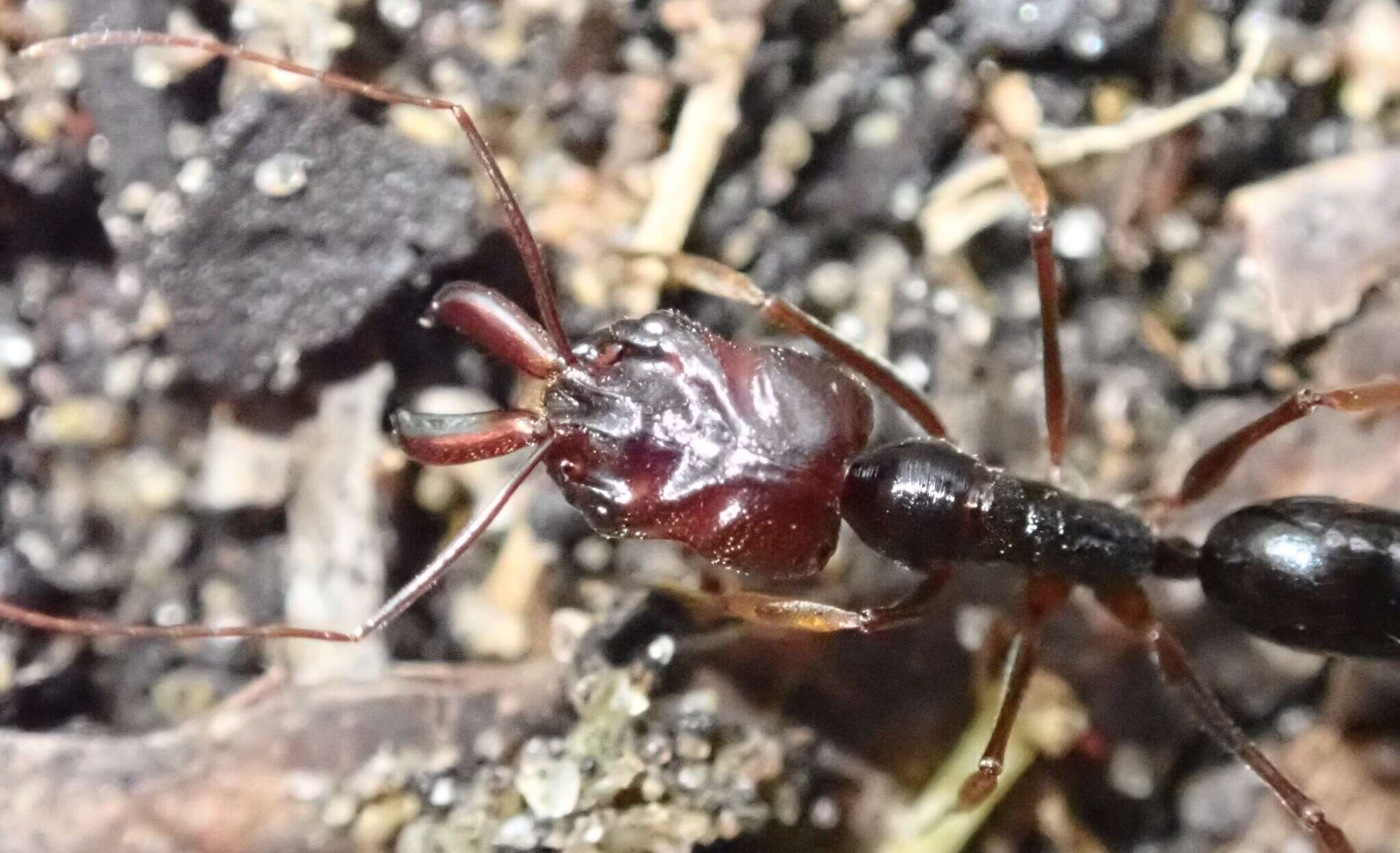 Imagem de Odontomachus assiniensis Emery 1892