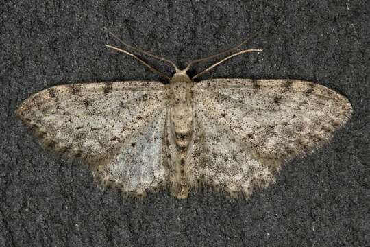 Imagem de Idaea incisaria Staudinger 1892