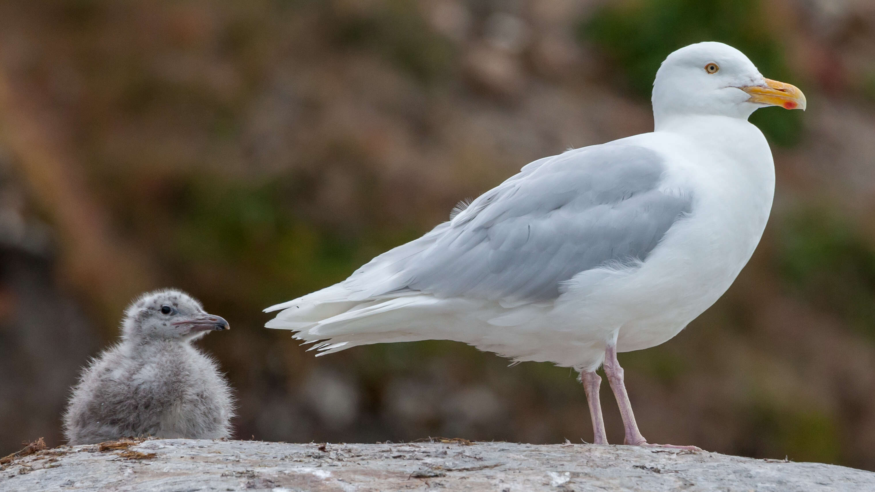 Image of Glaucous Gull