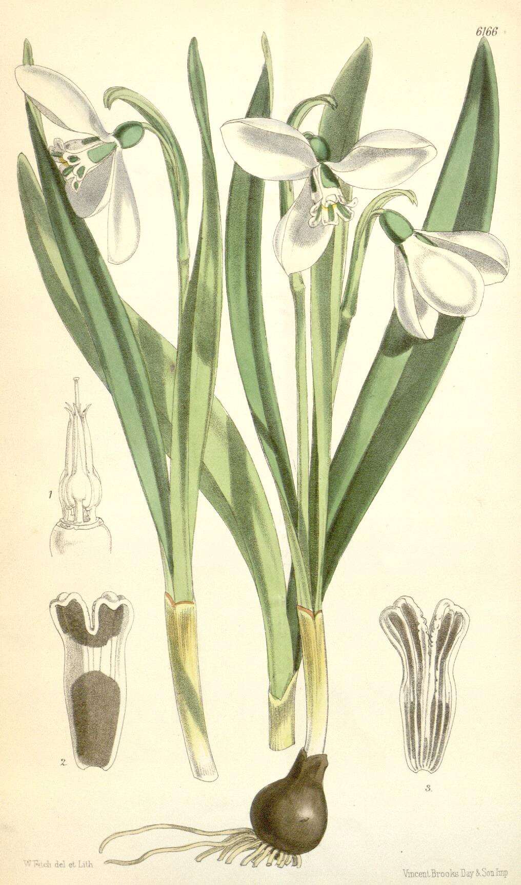 Image of giant snowdrop