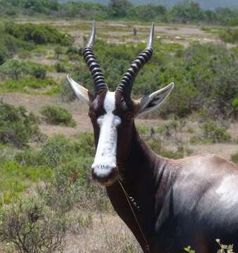 Image of Bontebok