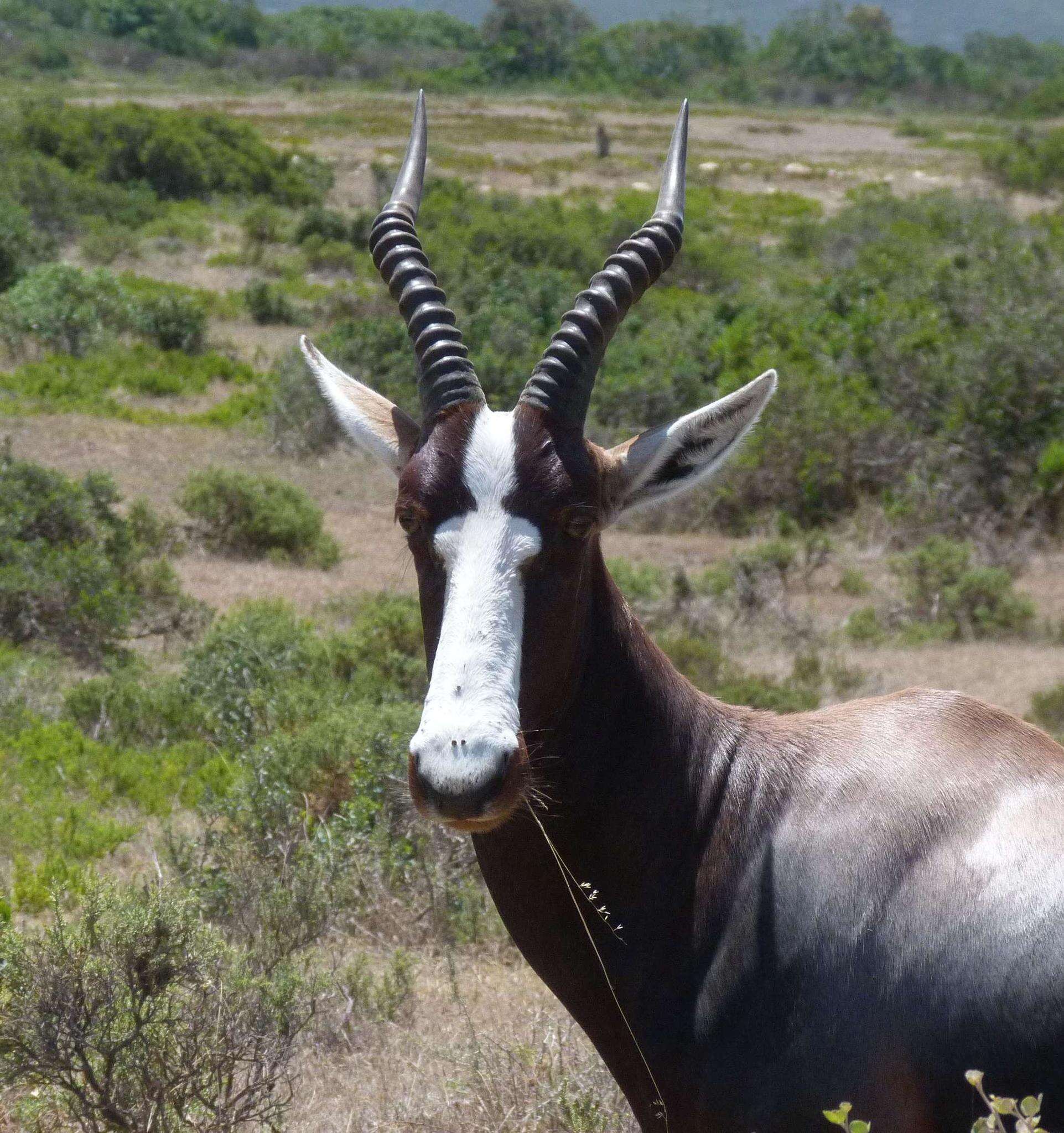 Image of Bontebok