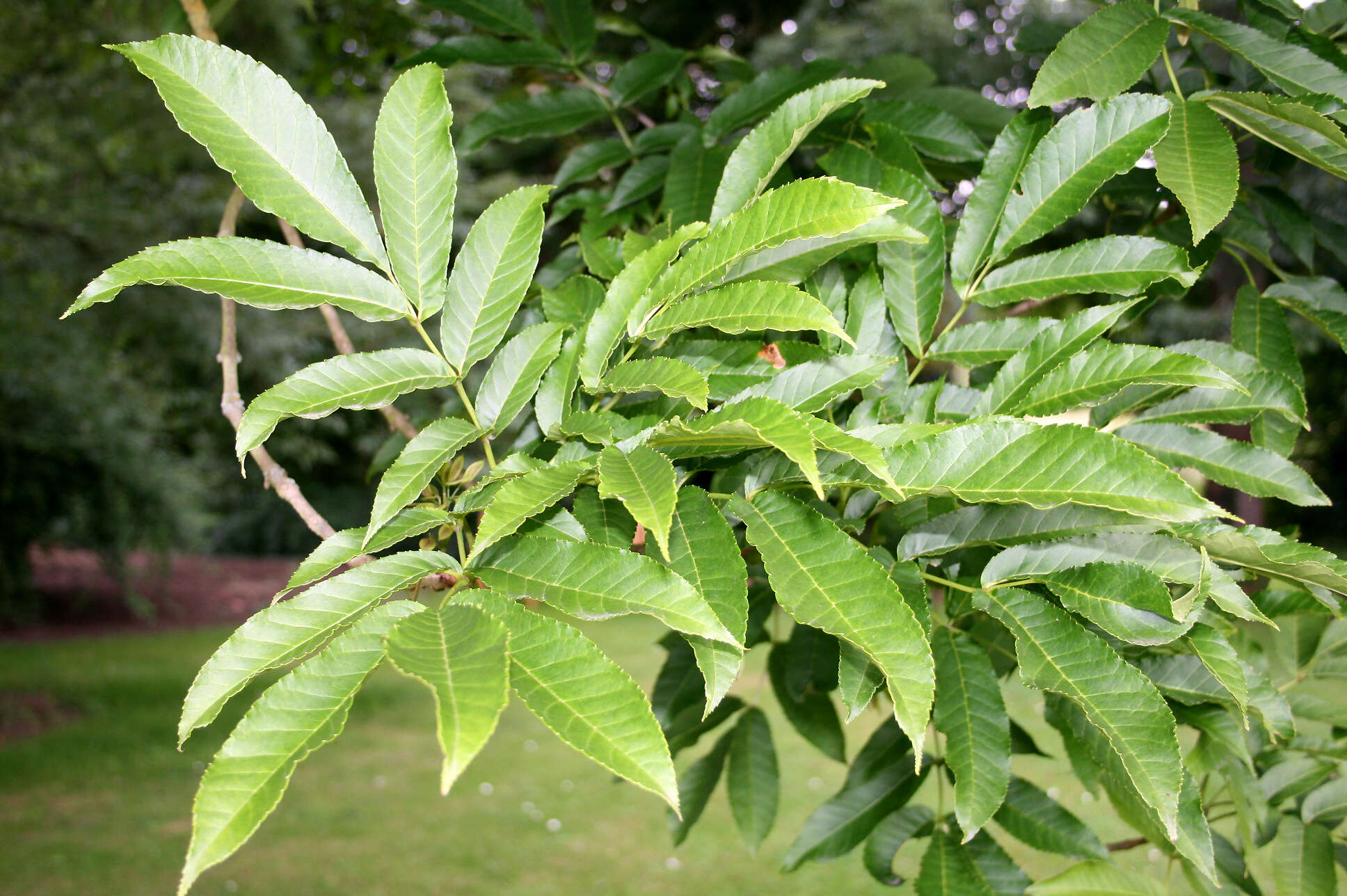 Image of Fraxinus platypoda Oliv.