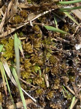 Sphagnum denticulatum Bridel 1826的圖片