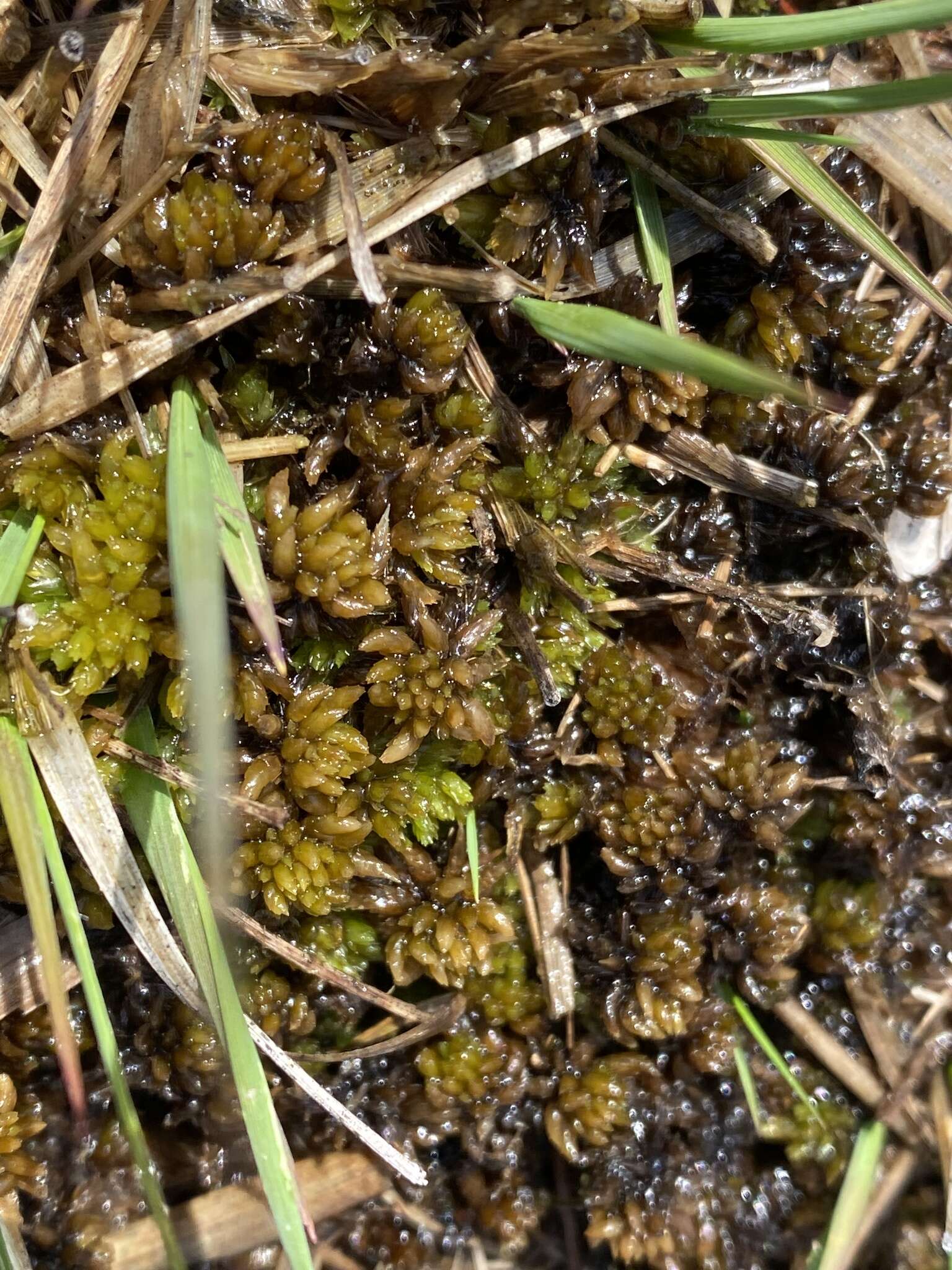 Image of Cow-horn Bog-moss