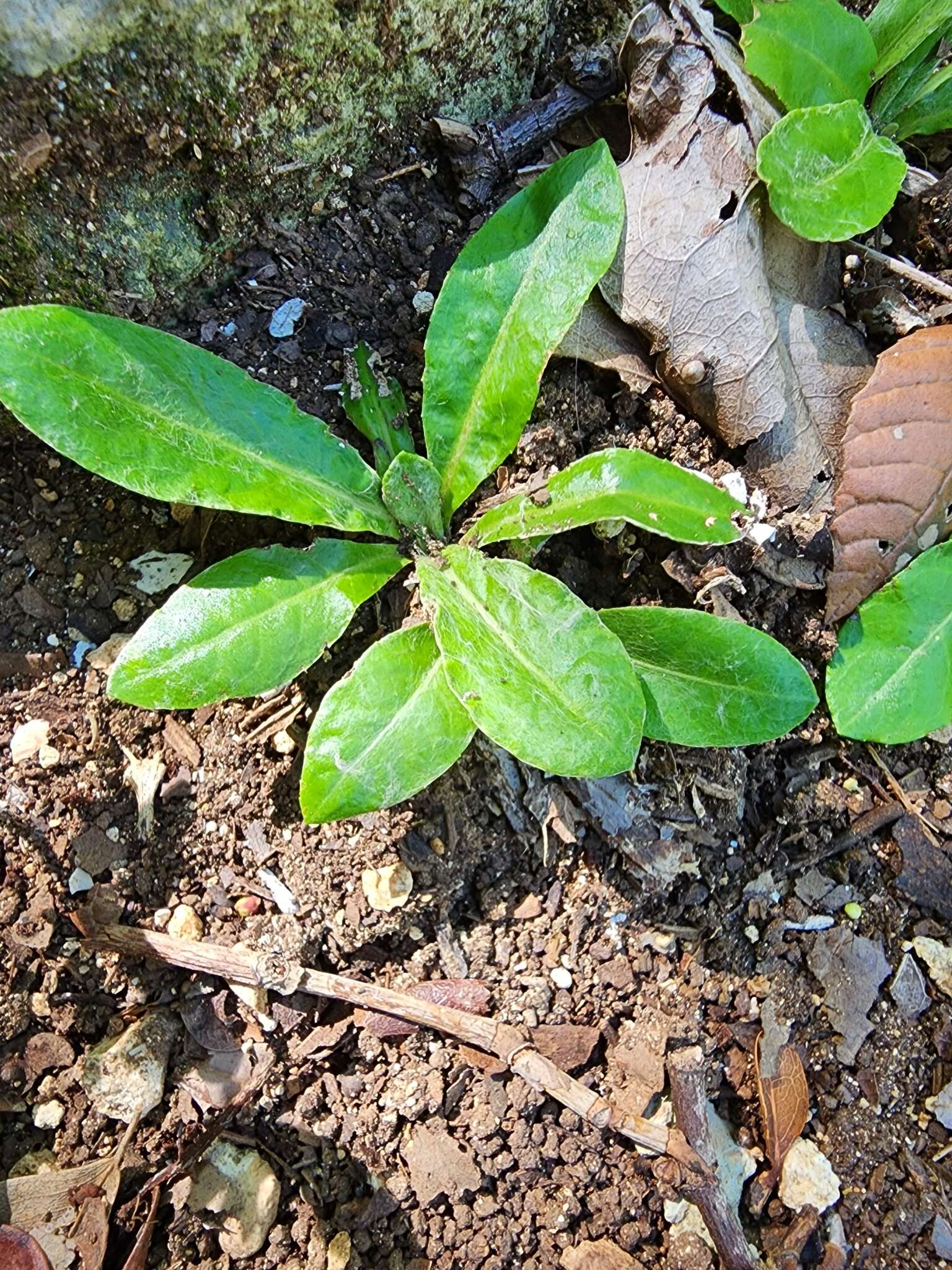 Sivun Chaptalia dentata (L.) Cass. kuva