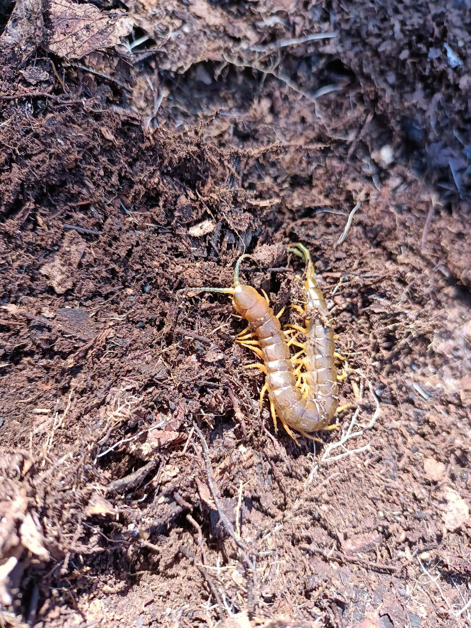 Imagem de Scolopendra pomacea C. L. Koch 1847