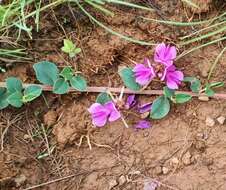 Indigofera dalzellii T. Cooke的圖片