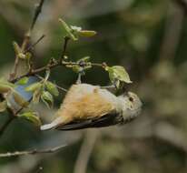 Image of African Penduline-Tit