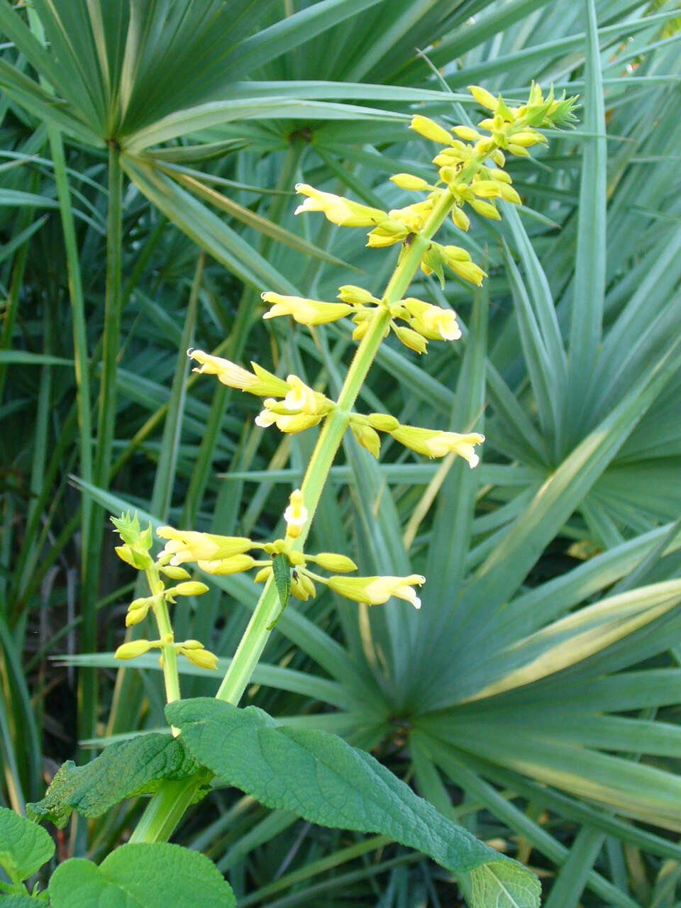 Image of Salvia madrensis Seem.