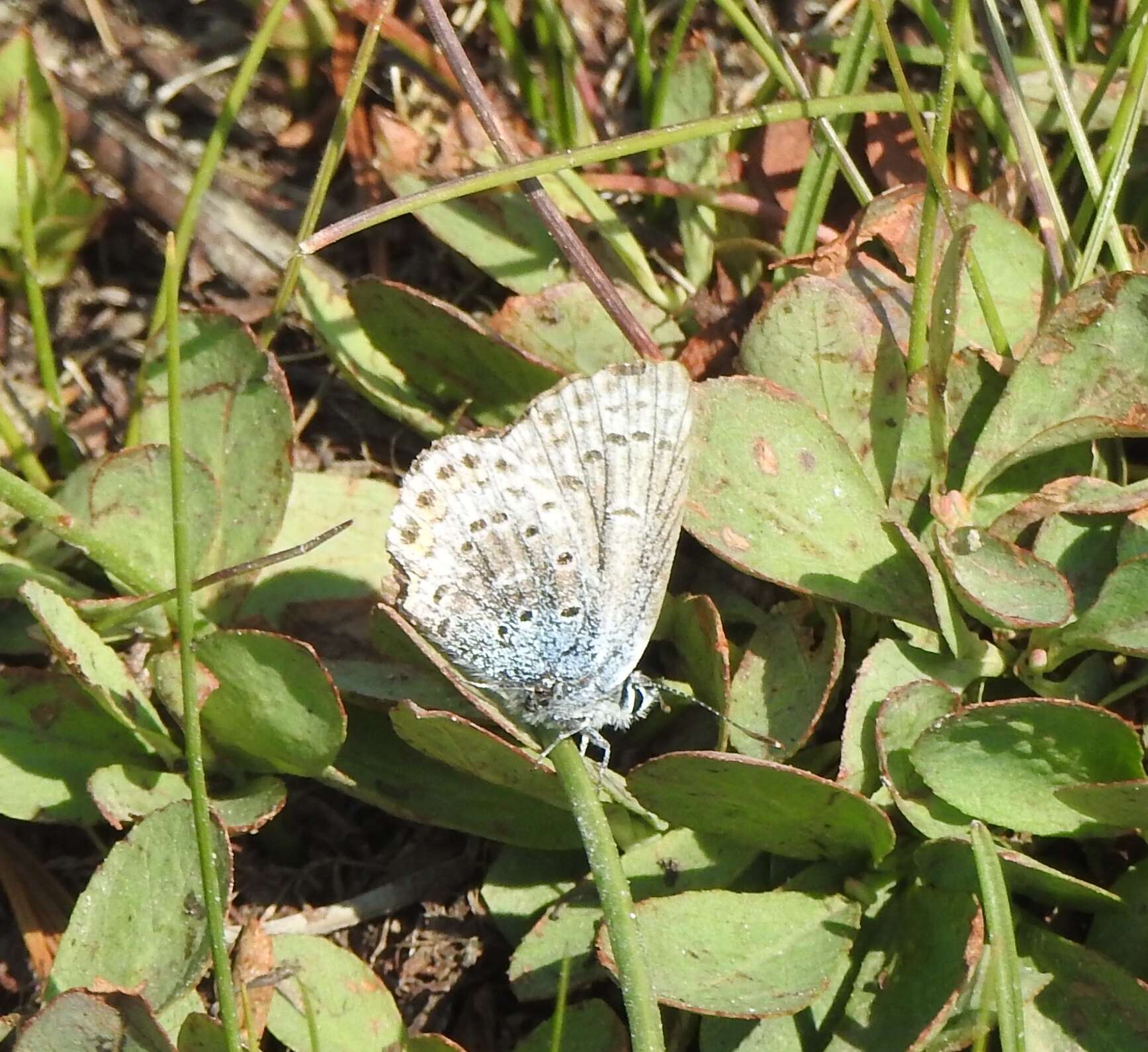 Image of <i>Plebejus fridayi</i>