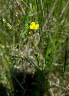 Oenothera linifolia Nutt.的圖片