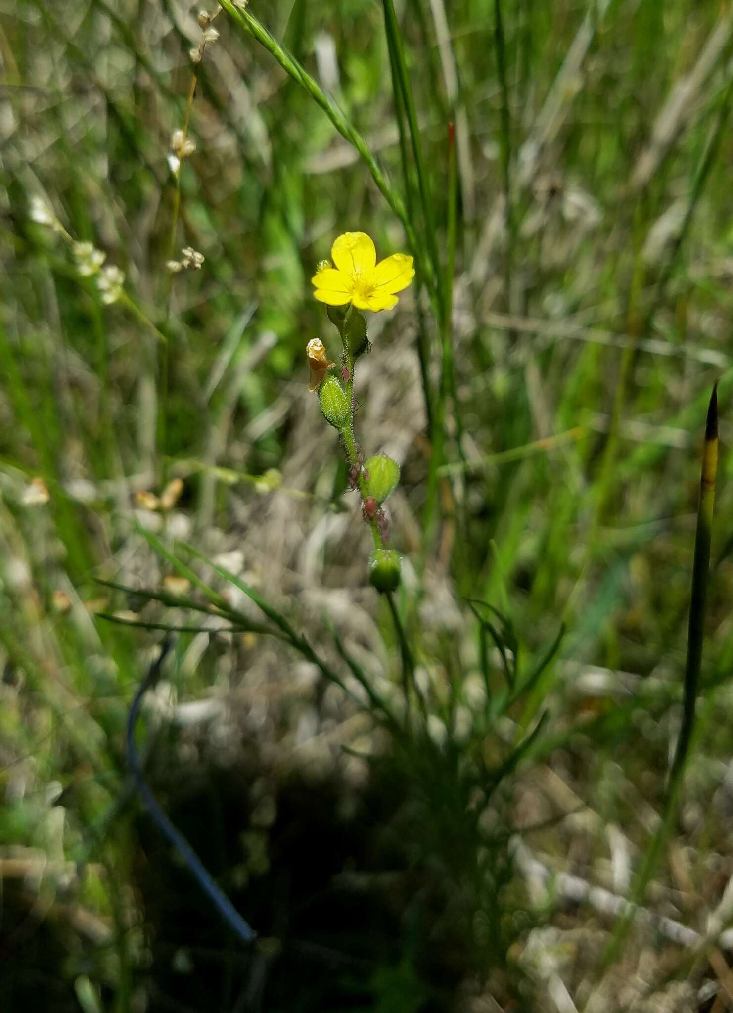 Oenothera linifolia Nutt.的圖片