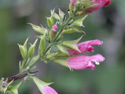 Image of Salvia karwinskii Benth.