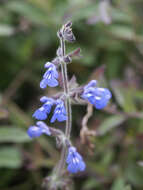 Image of Salvia sinaloensis Fernald