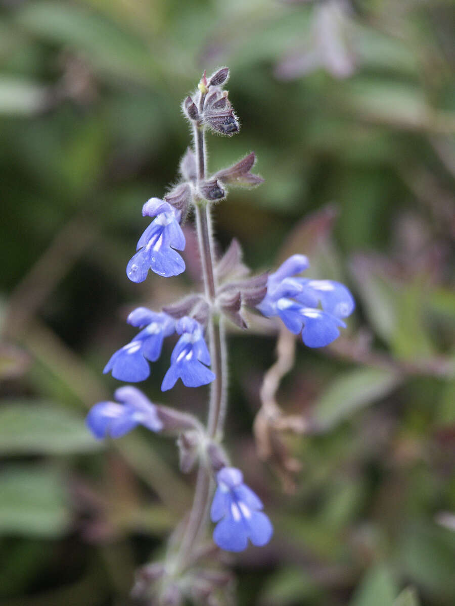 Image of Salvia sinaloensis Fernald