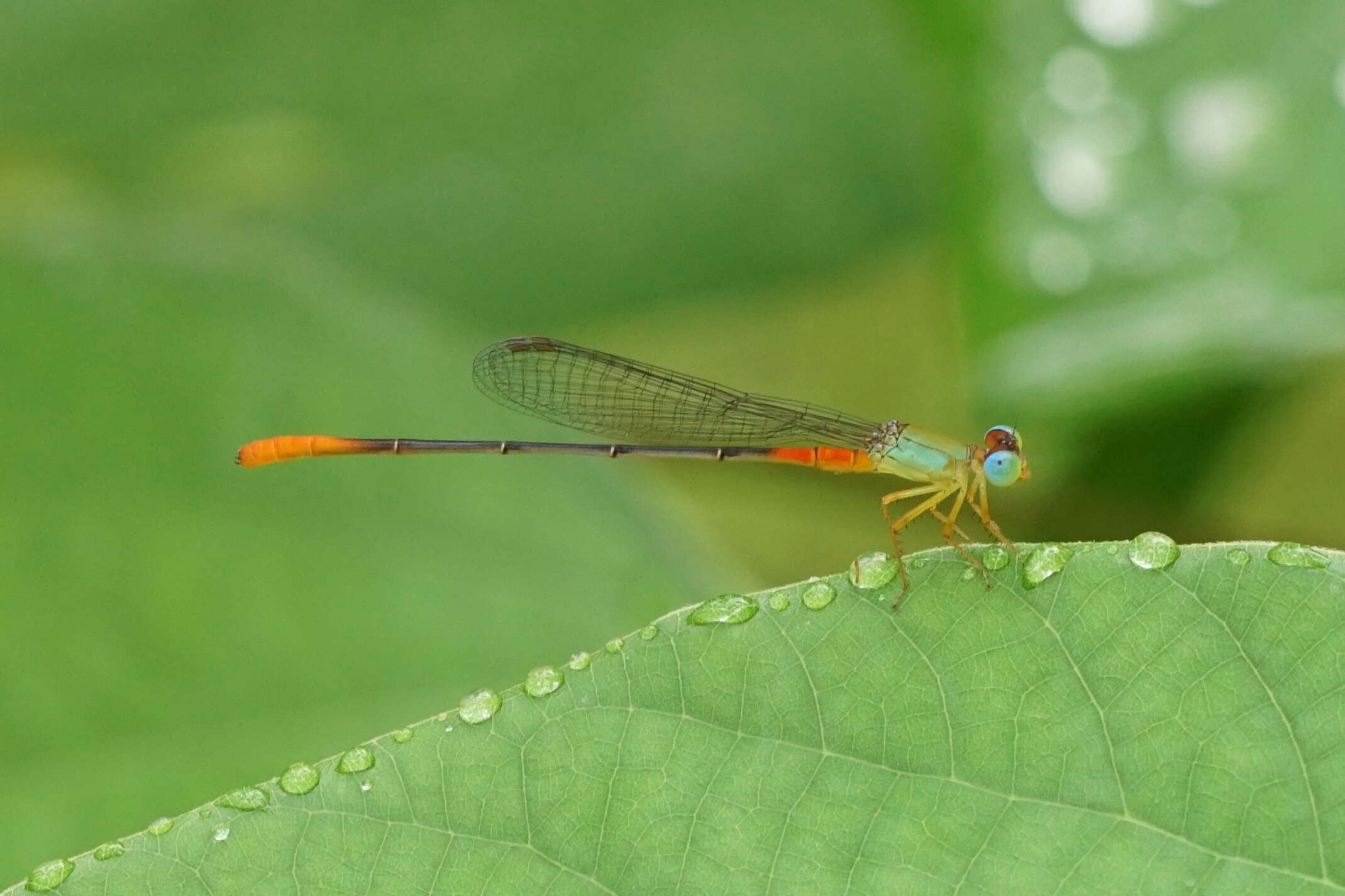 Imagem de Ceriagrion cerinorubellum (Brauer 1865)