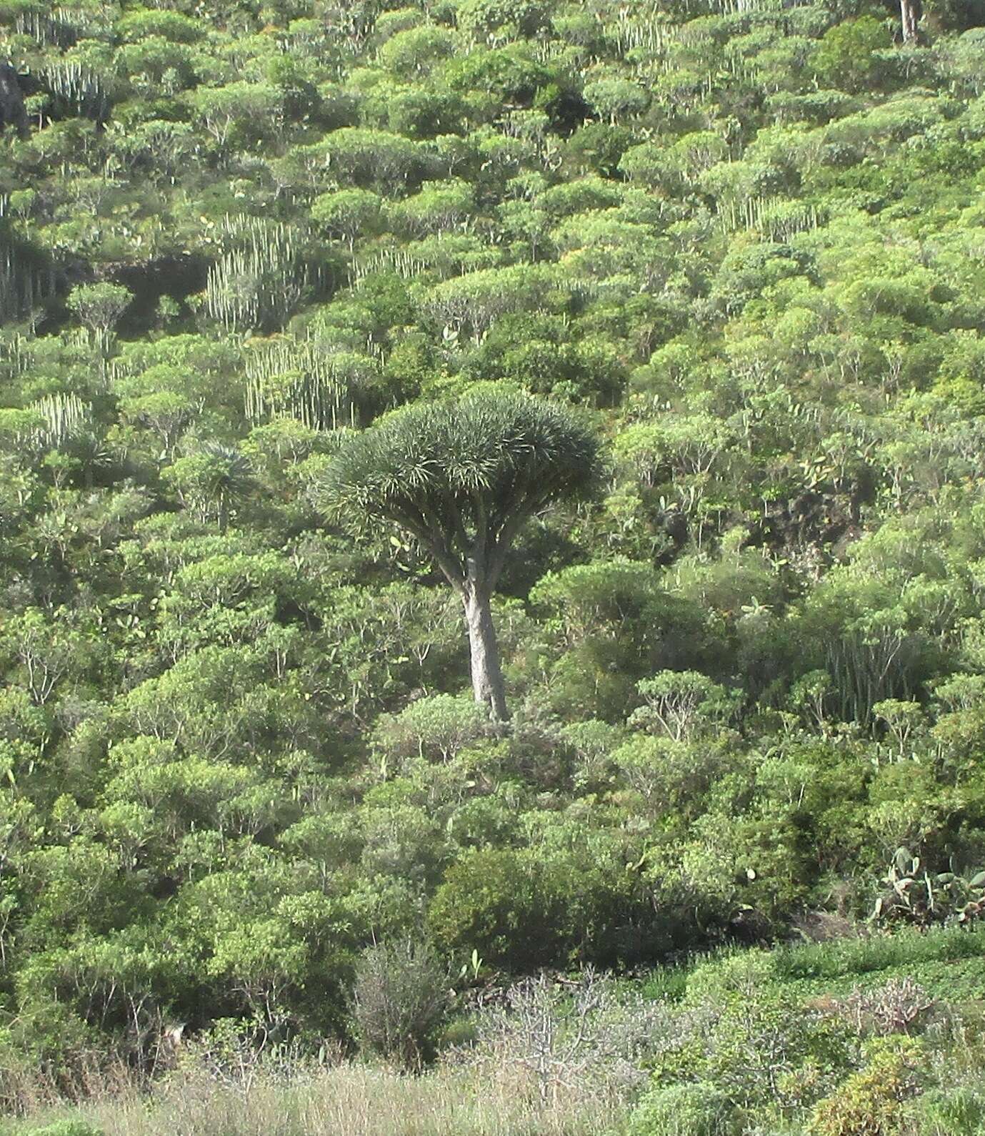 Image de Dragonnier des Canaries