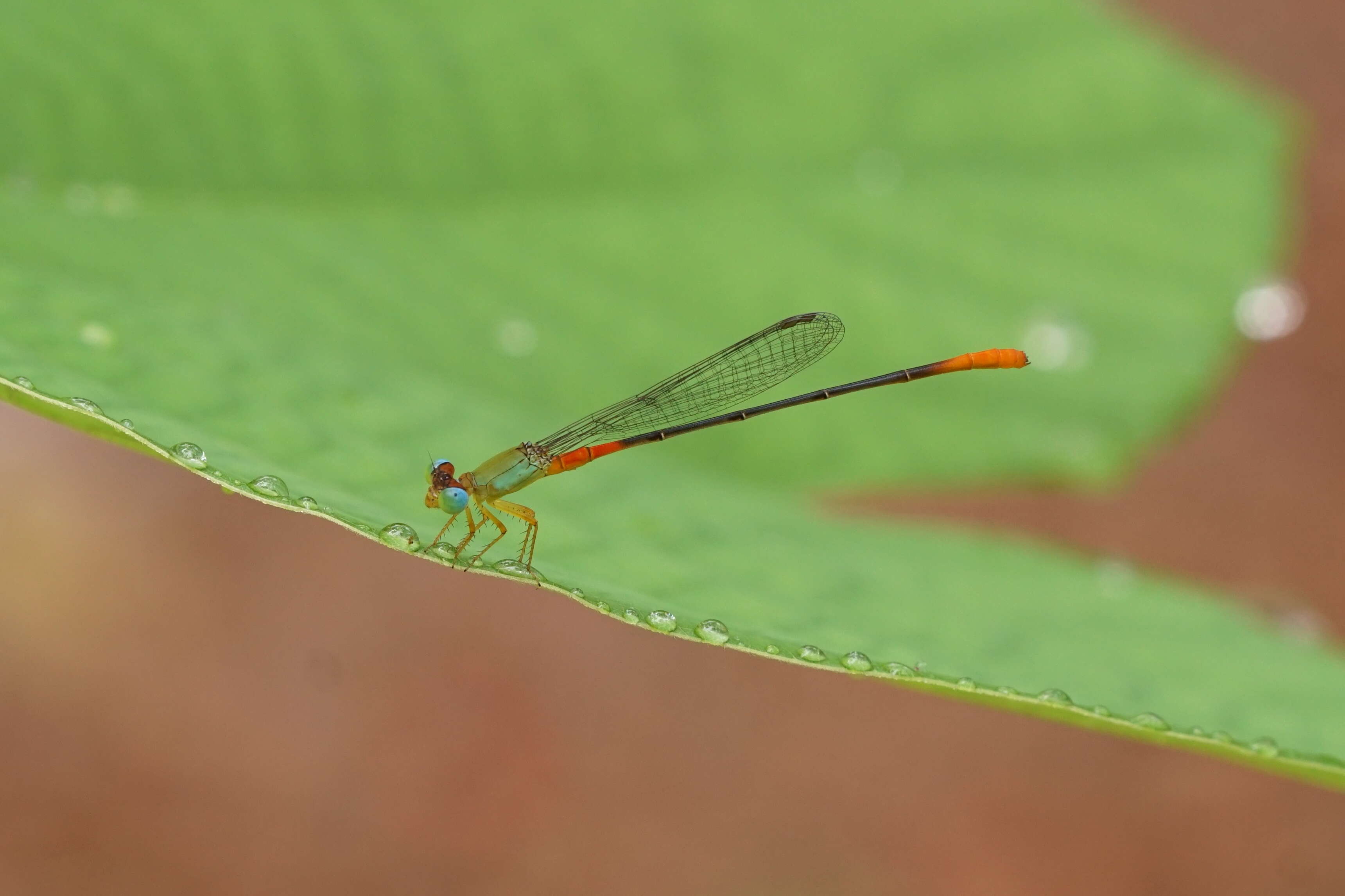 Imagem de Ceriagrion cerinorubellum (Brauer 1865)