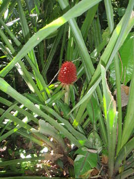 Image of Aechmea magdalenae (André) André ex Baker