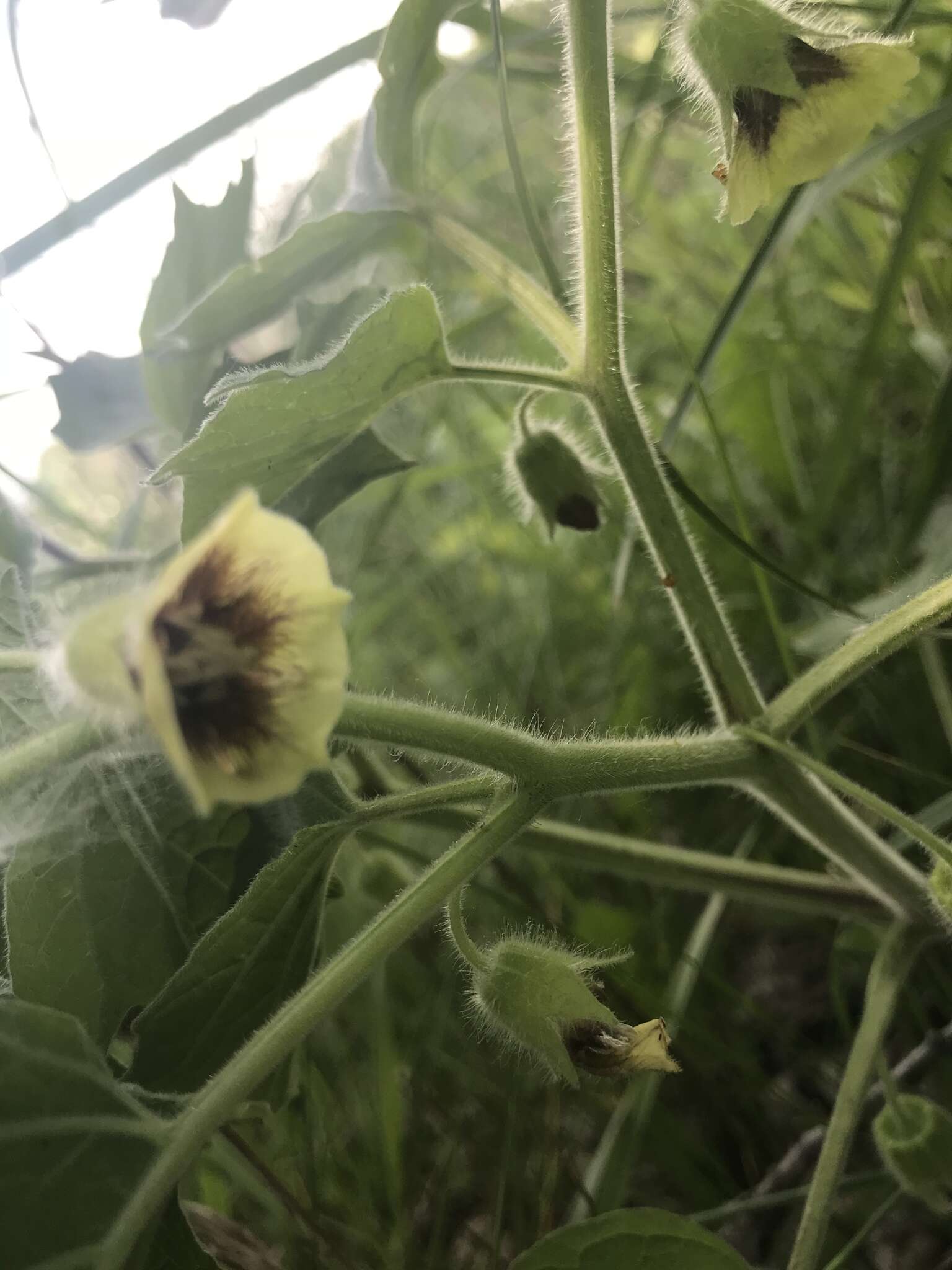 Imagem de Physalis heterophylla Nees