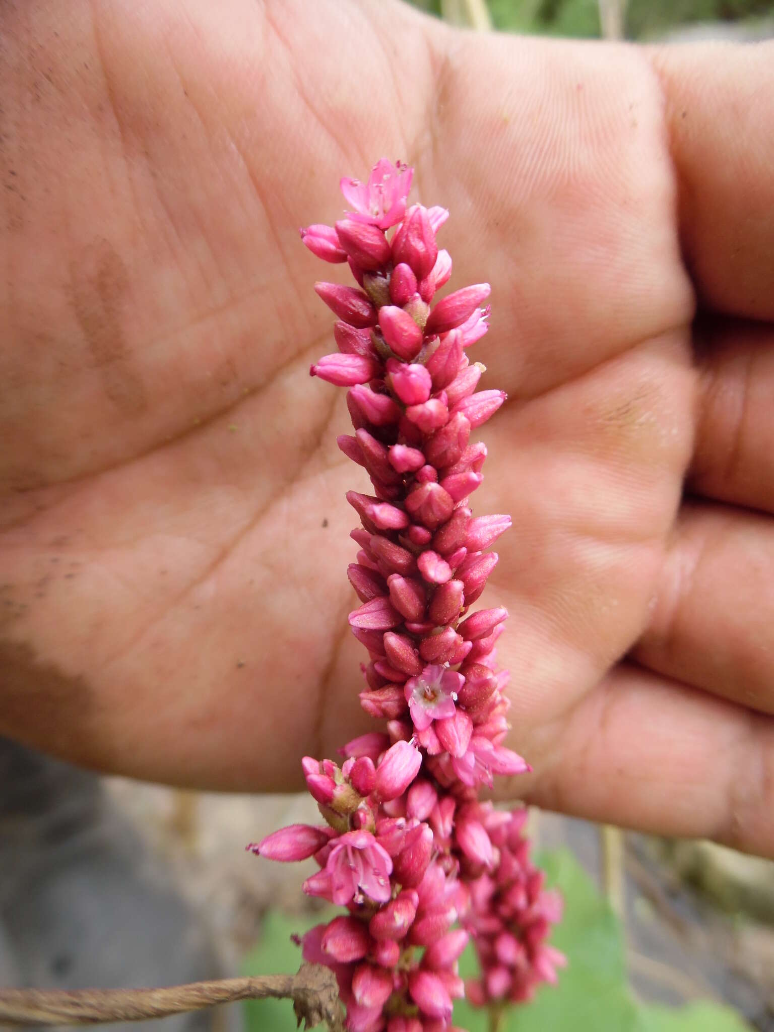 Слика од Persicaria hispida (Kunth) Gomez de la Maza