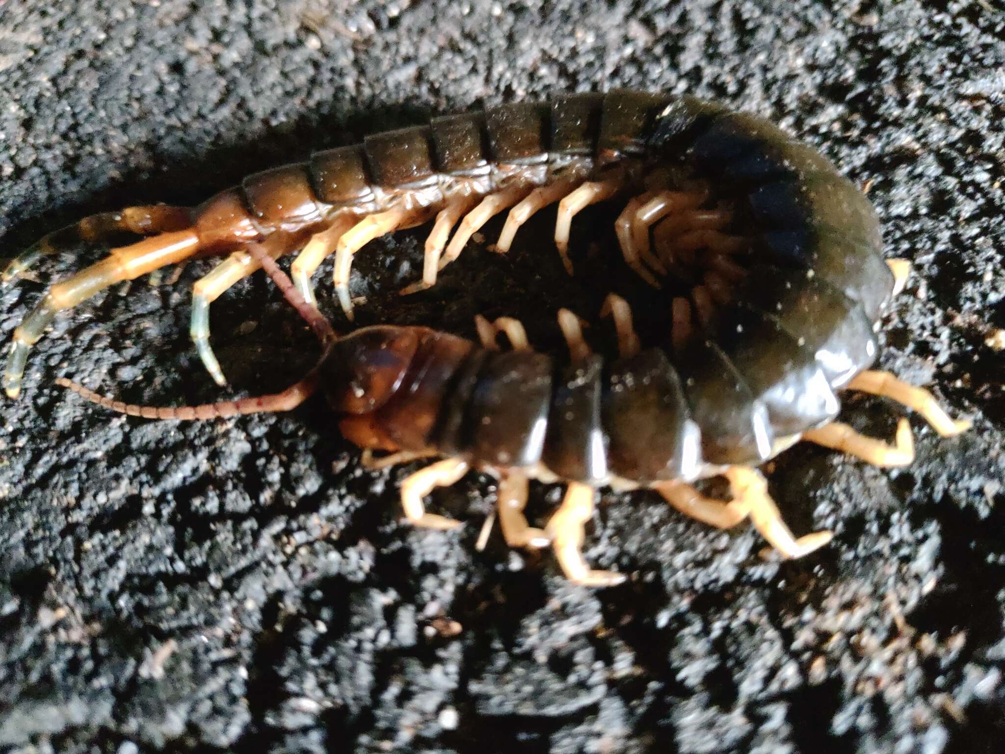 Image of Scolopendra angulata Newport 1844