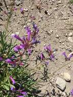 Image of Sierra beardtongue