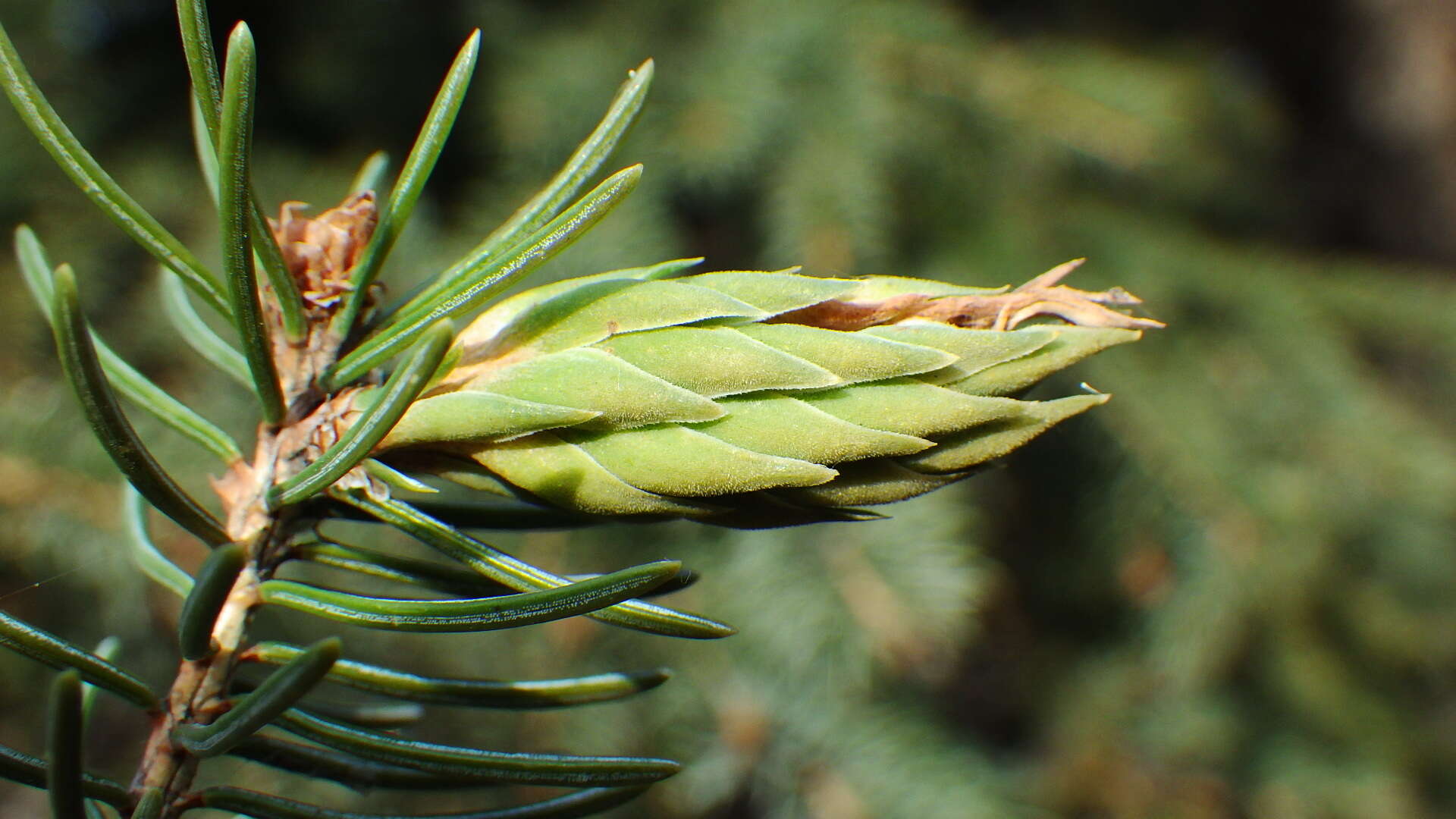 Слика од Pineus (Pineodes) pinifoliae (Fitch 1858)