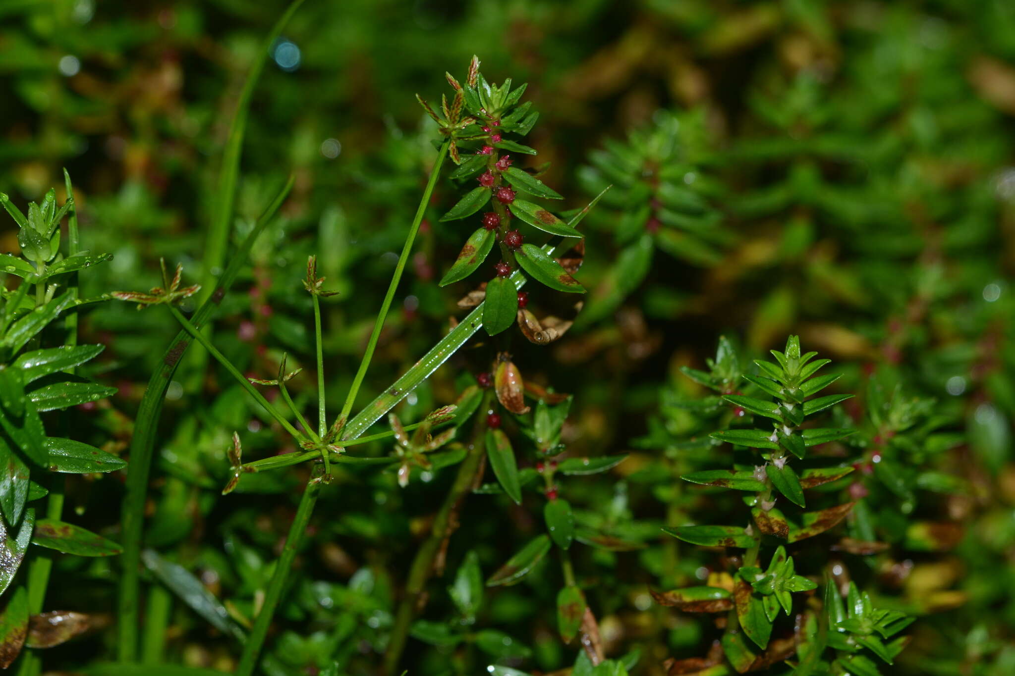 Image of Rotala malampuzhensis R. V. Nair ex C. D. K. Cook