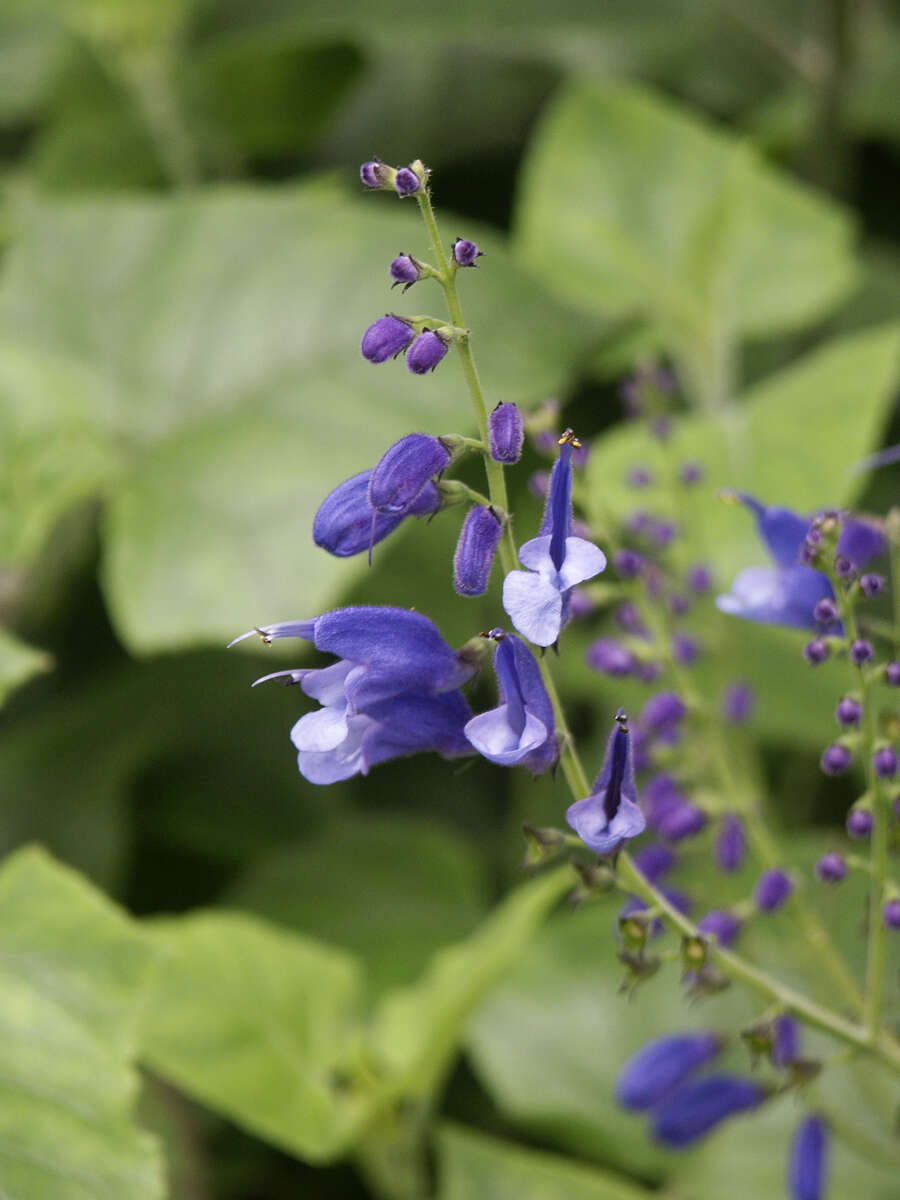 Image of Salvia cacaliifolia Benth.