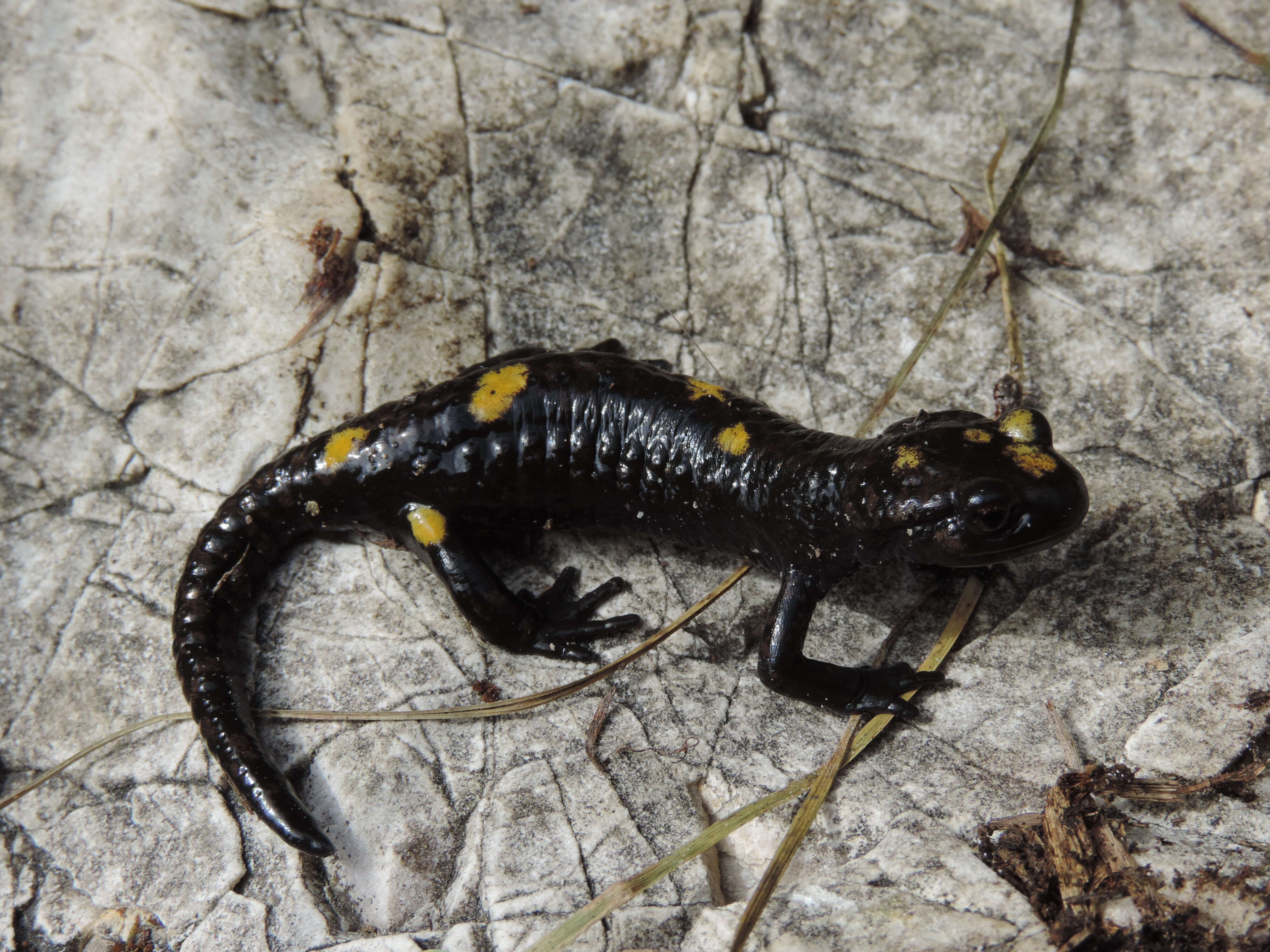 Image of Salamandra atra pasubiensis