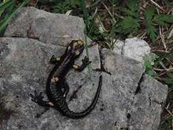 Image of Salamandra atra pasubiensis