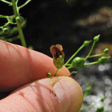 Image de Scrophularia marilandica L.