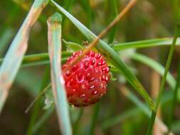 Image of strawberry