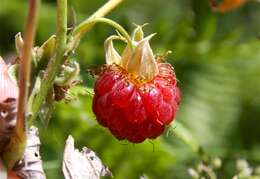 Image of Raspberry