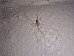 Image of Cellar spider