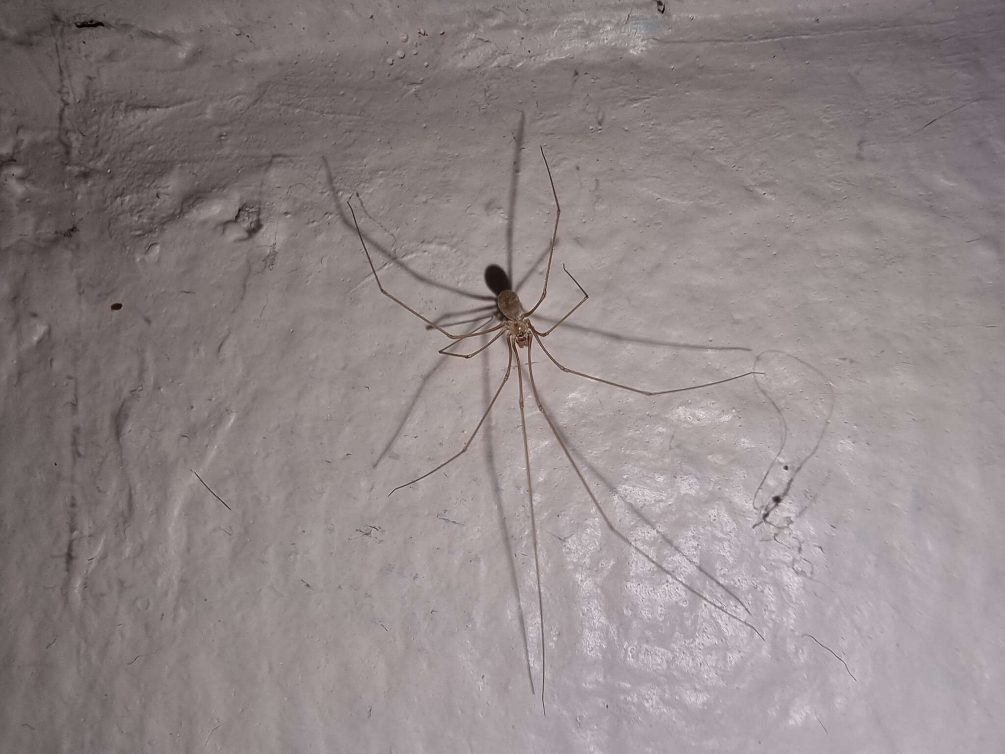 Image of Cellar spider